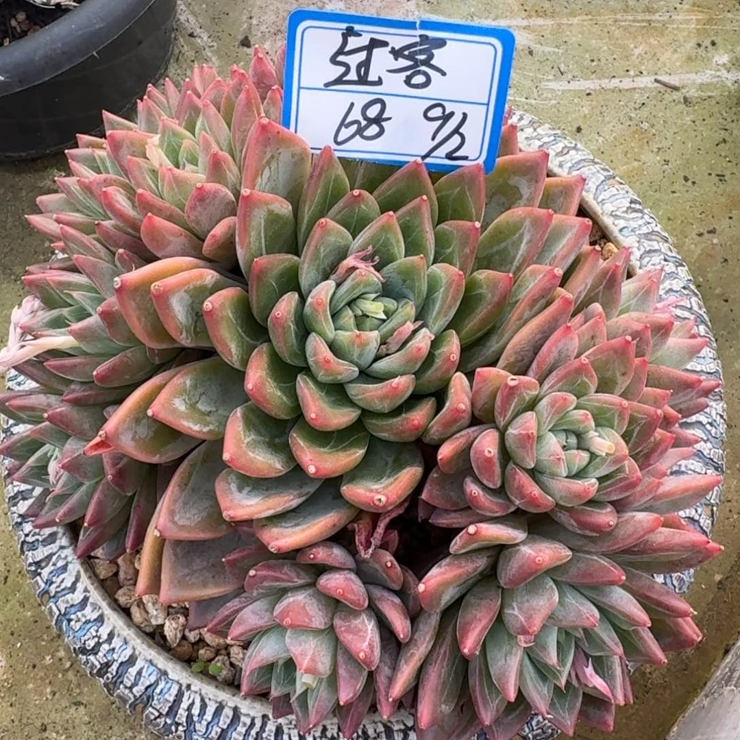 过*！过客杂凡艺多肉