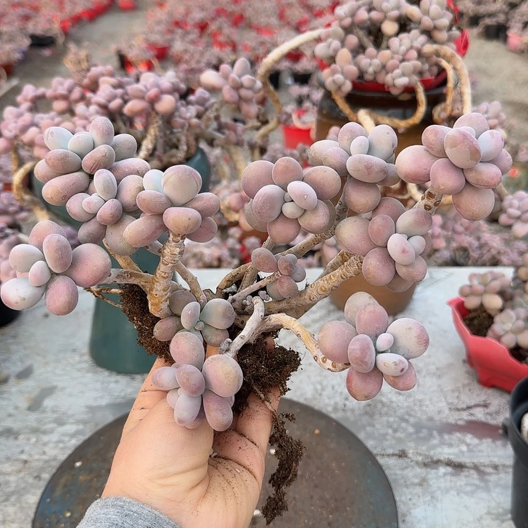 桃蛋老桩不带盆30号