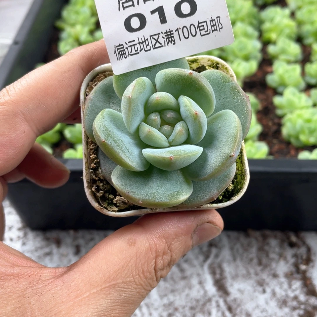 优选珍妮一物一拍010
