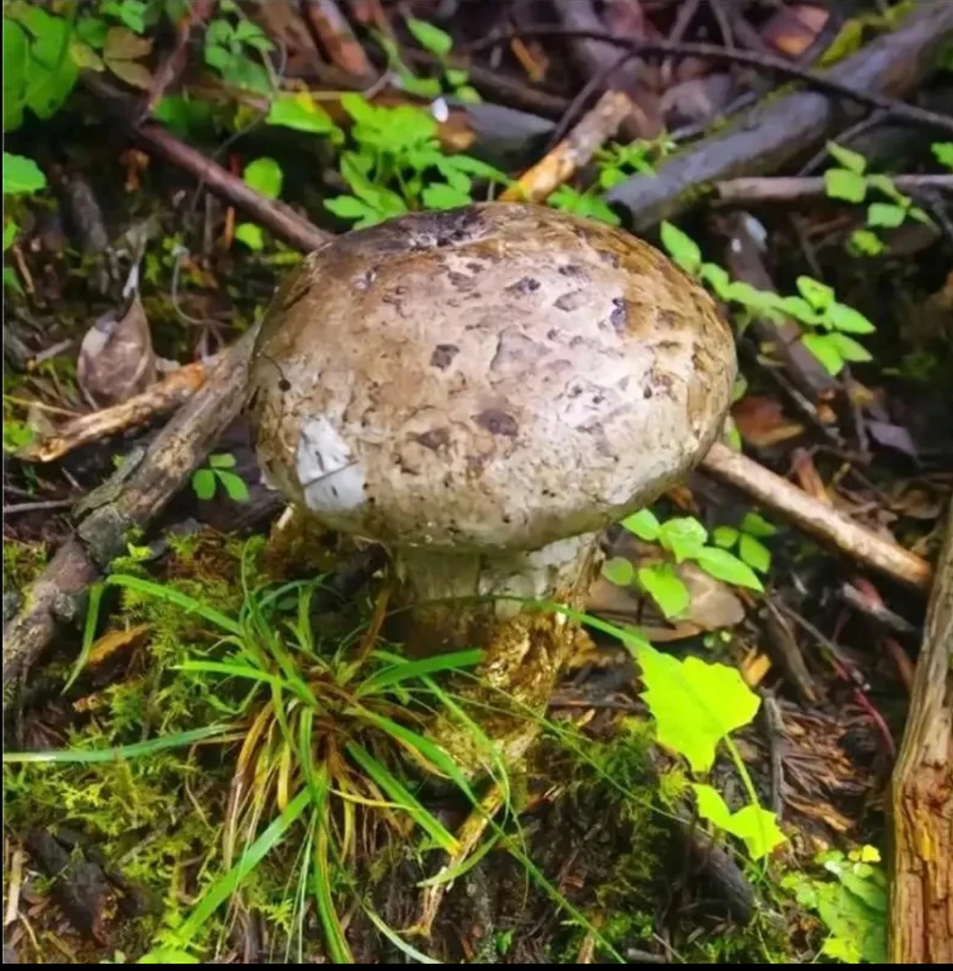 云南新鲜野生老人头菌沙老包松苞菌等多种稀有山珍