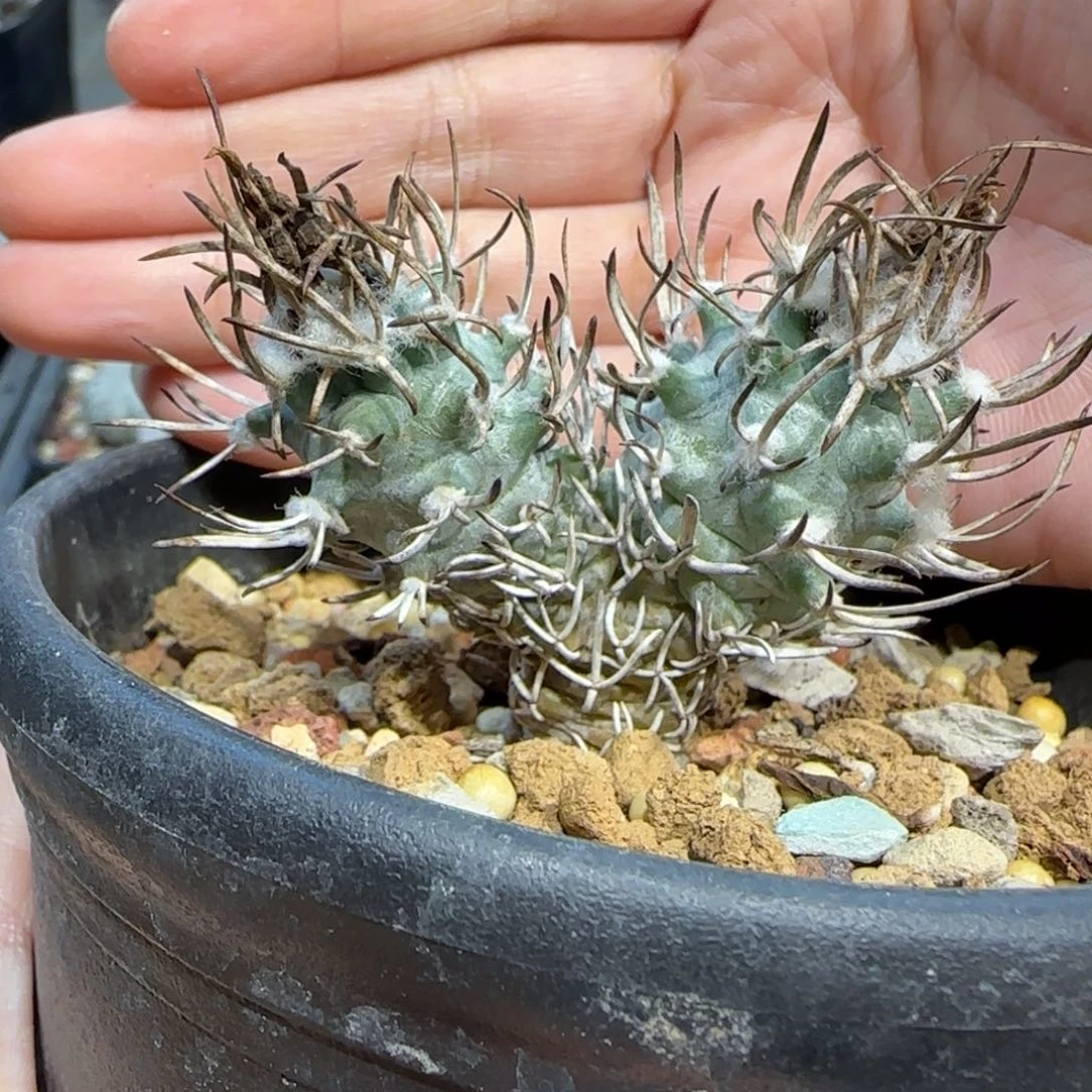 02实生双头黄龙多肉