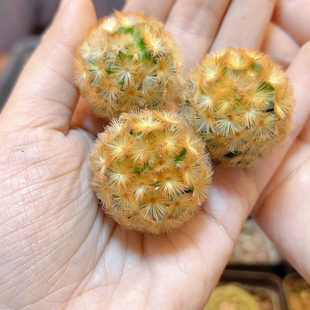 自根泰系佛头金刺嘉文丸2.8公分1颗弱根