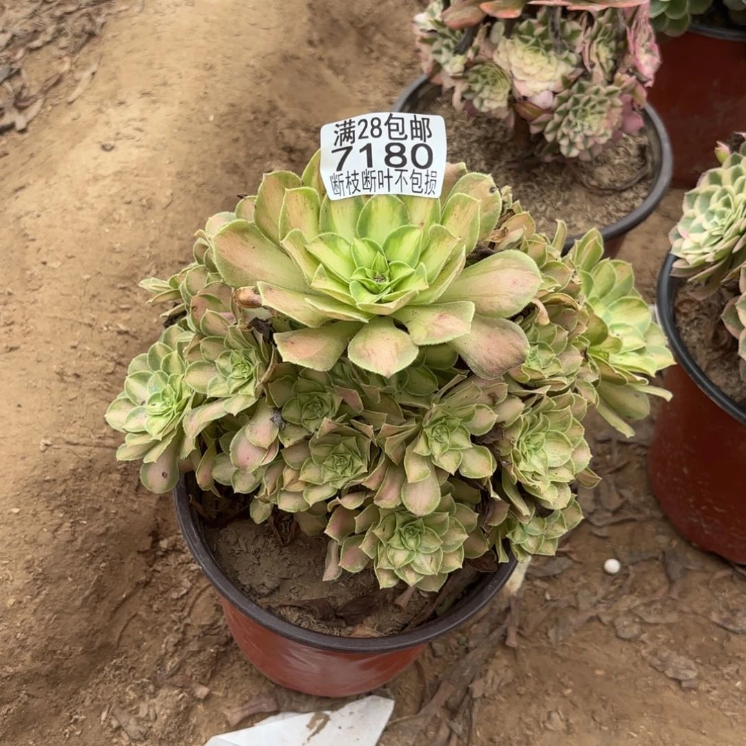 M. 7180韶华多肉，cade