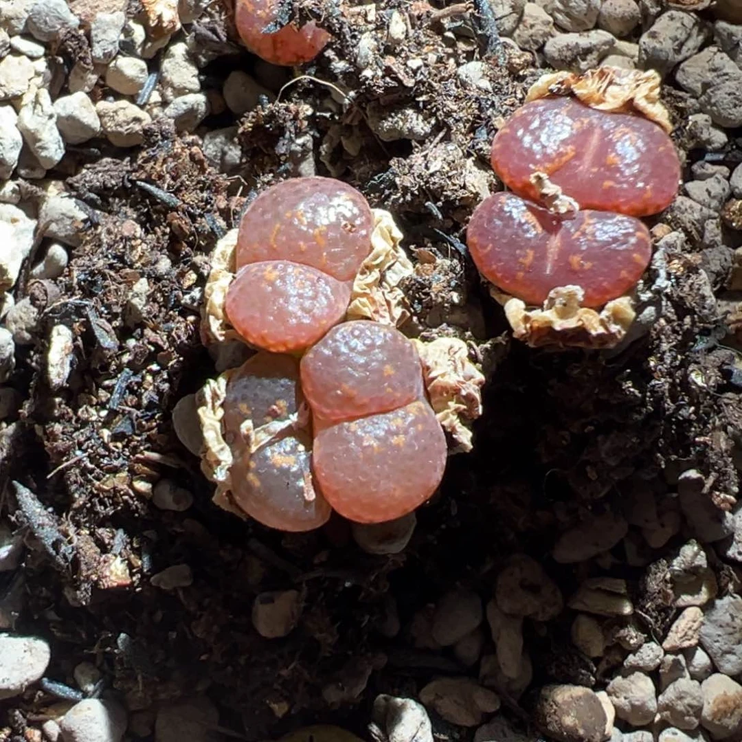 S*W泡泡勋章多肉