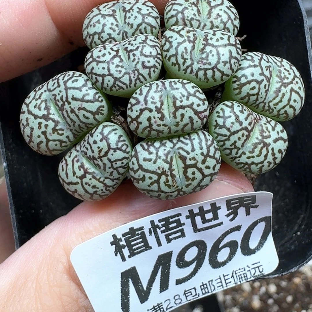 多肉植物的润泽地方
