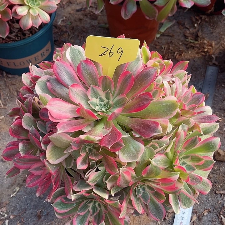 269一颗男神法师多肉