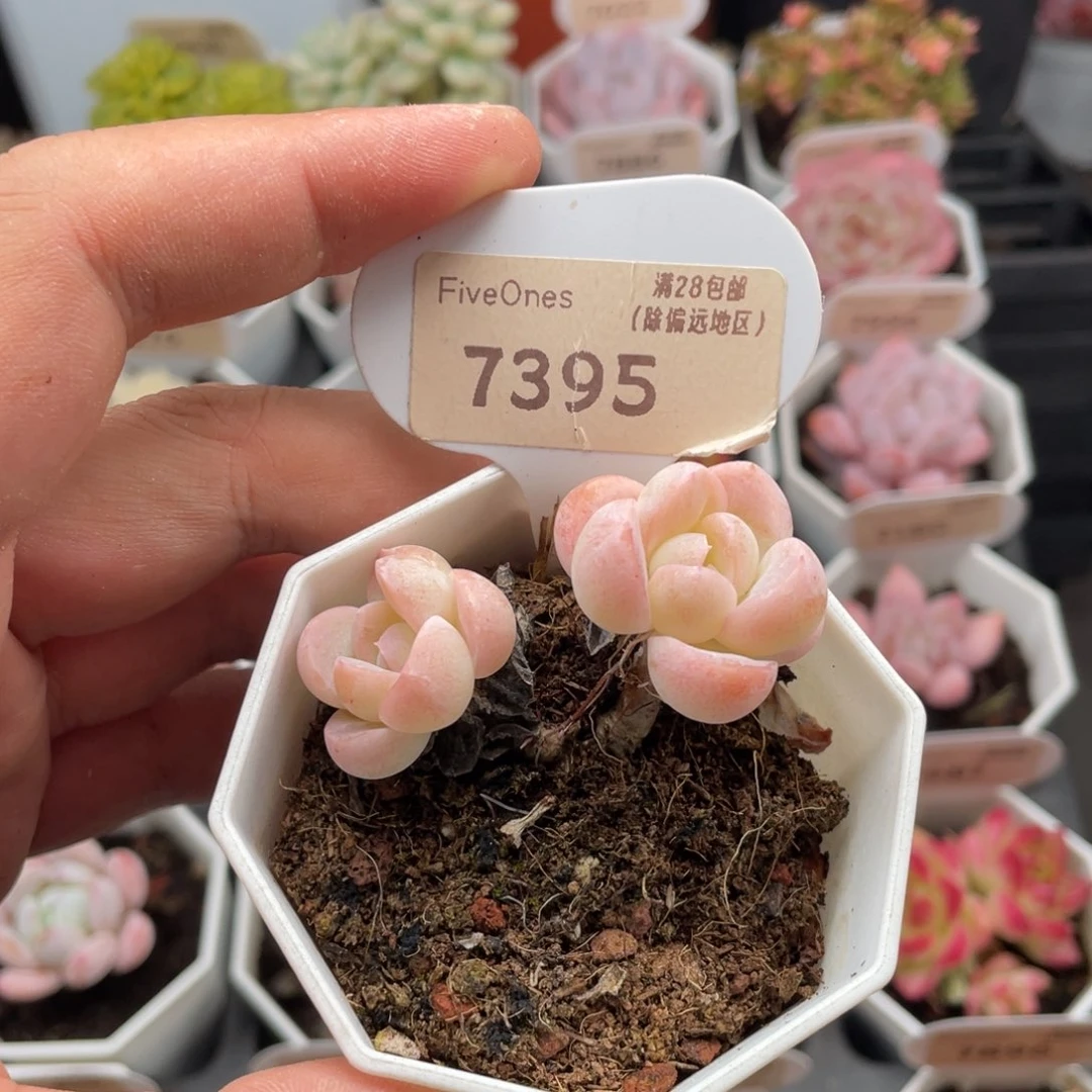 雪媚娘7395-5厘米