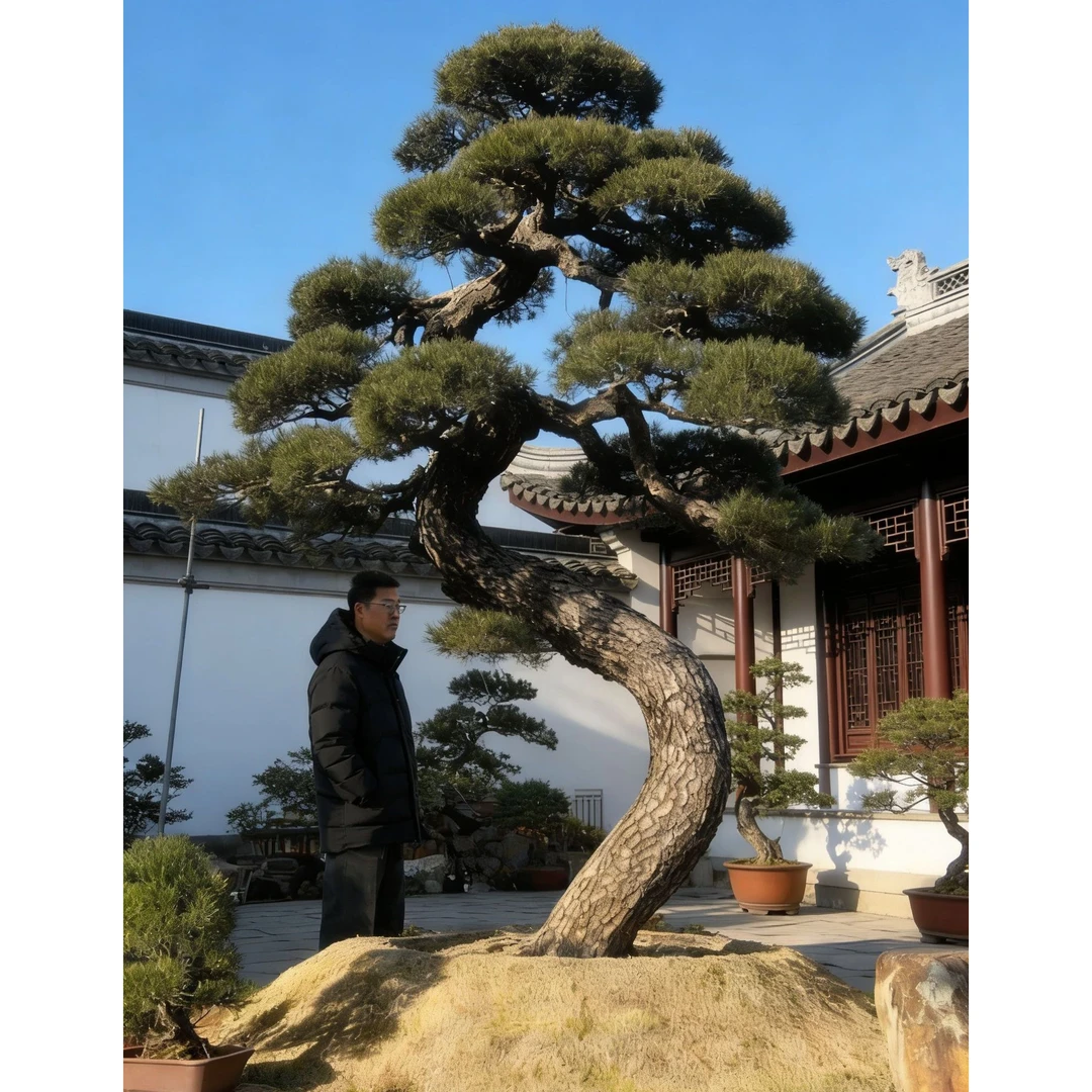 一物一拍直播链接迎客黑松室外外绿植盆栽四季常青耐寒好养