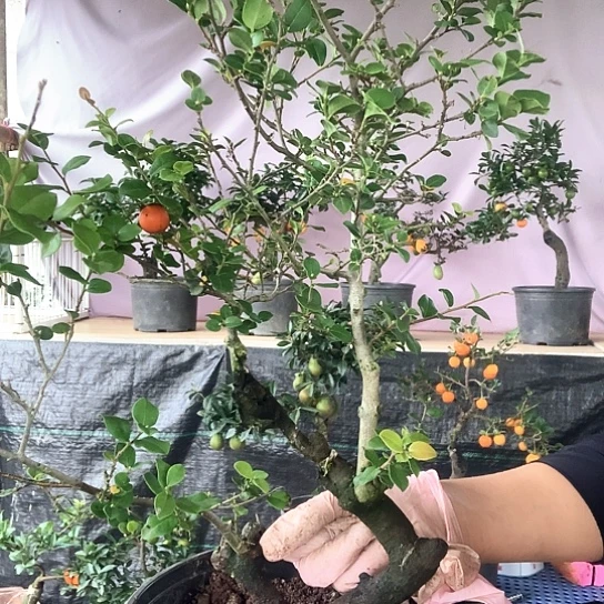 无花朵公母同株。