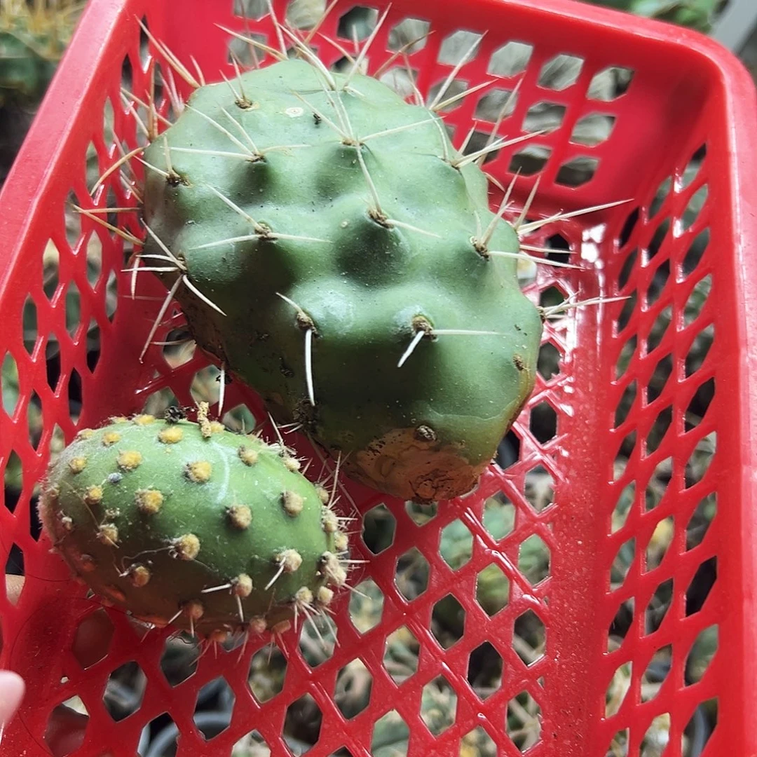 泡芙加绿蛋仙人球666666