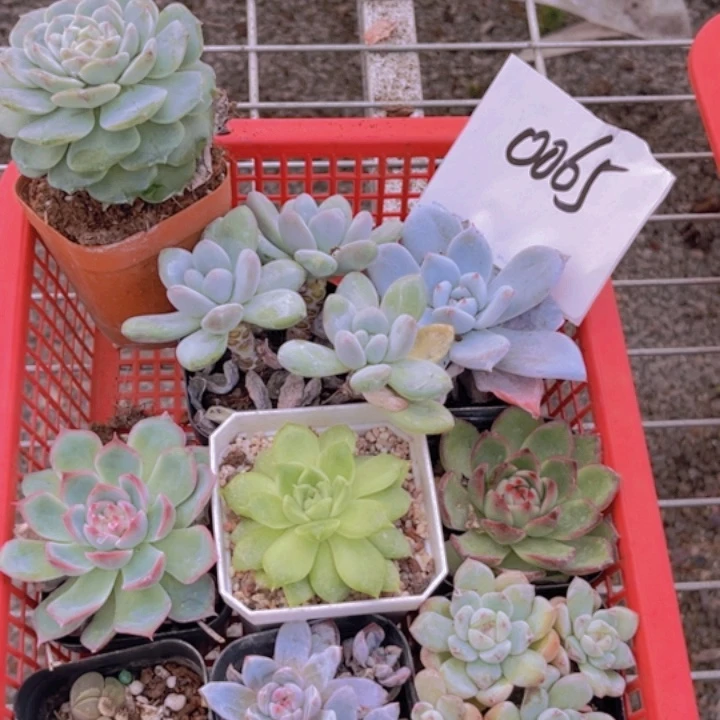 一物一拍0065福利套餐