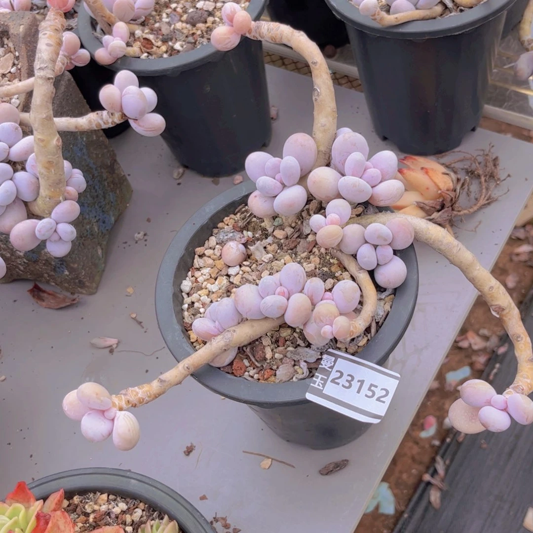 原始奶多肉植物23152