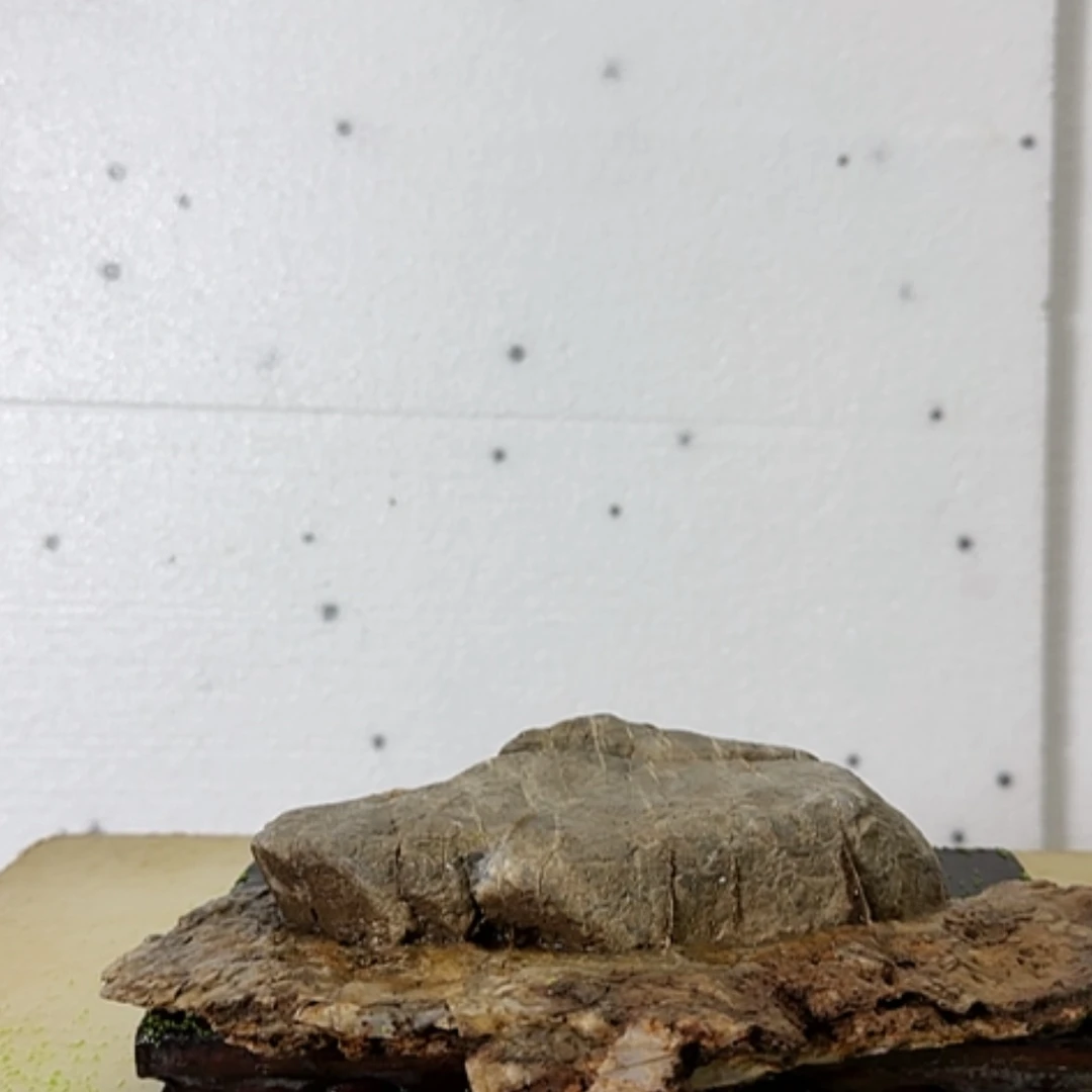 【闪购商品】香榧木老*这么大岁数我还是觉得有问题的人也