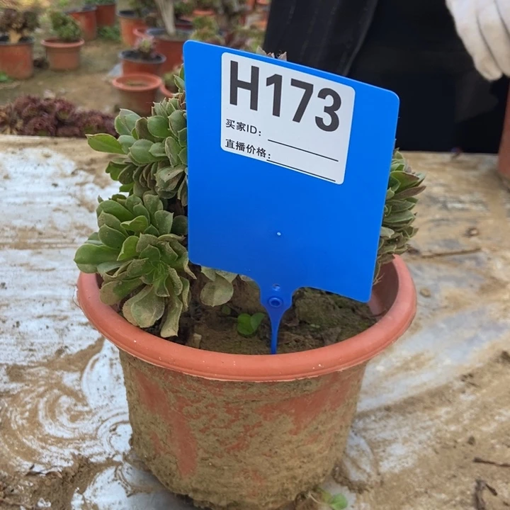 暖***光H173玫瑰玫瑰玫瑰