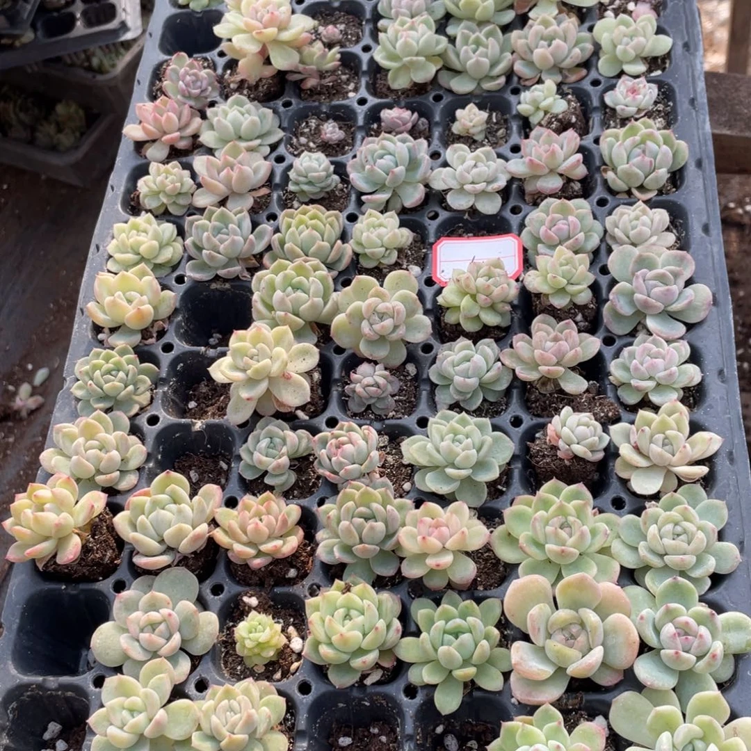 17 欧泊播种一筐特价，不包保温不包售后