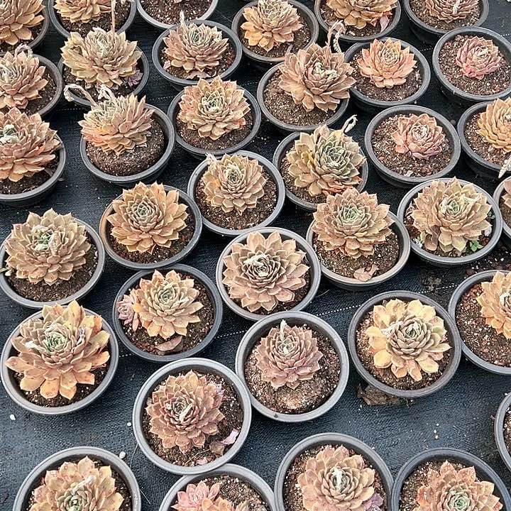 刘**下多肉植物一物一拍