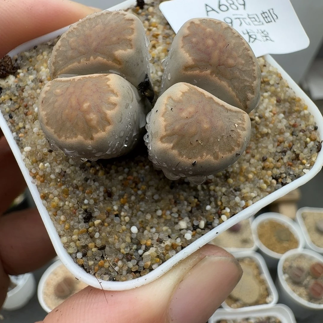 689多肉哈哈哈哈哈哈哈