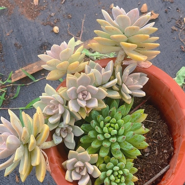 多肉植物。。。。。。。。。。。。。。