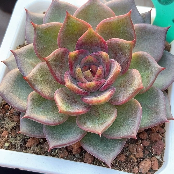 多肉植物黑色系列1873多肉