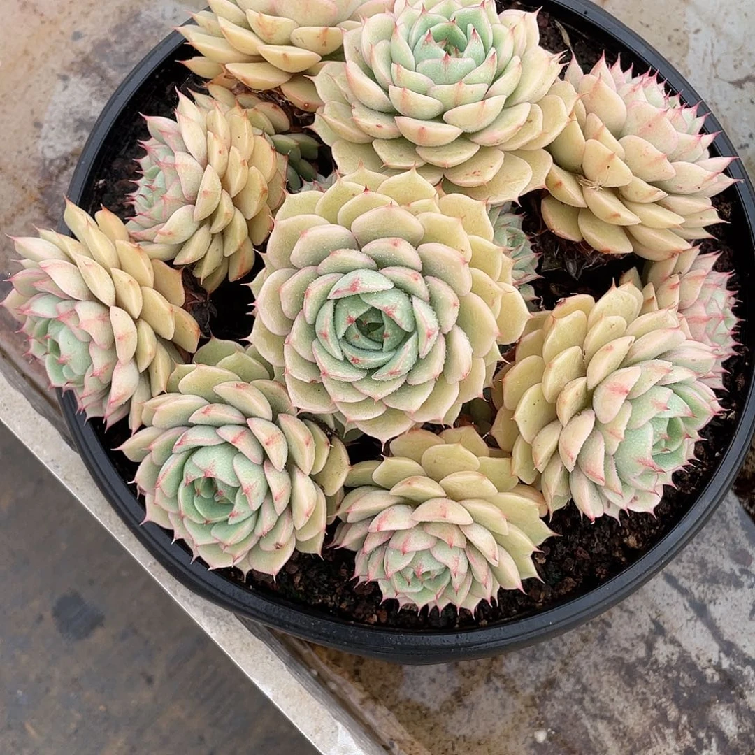 苯巴迪斯完美捧花22厘米可挑