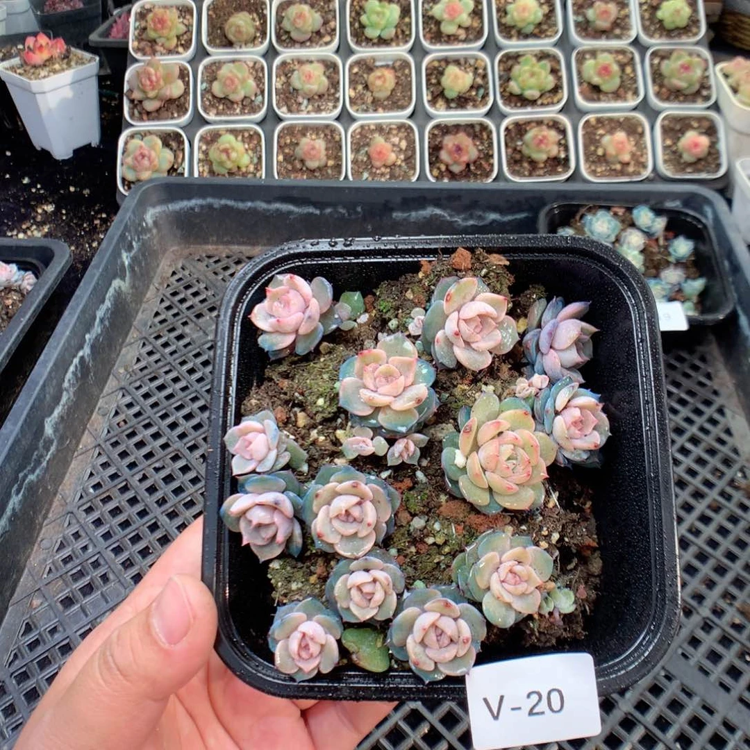 无花朵V20月英语英语