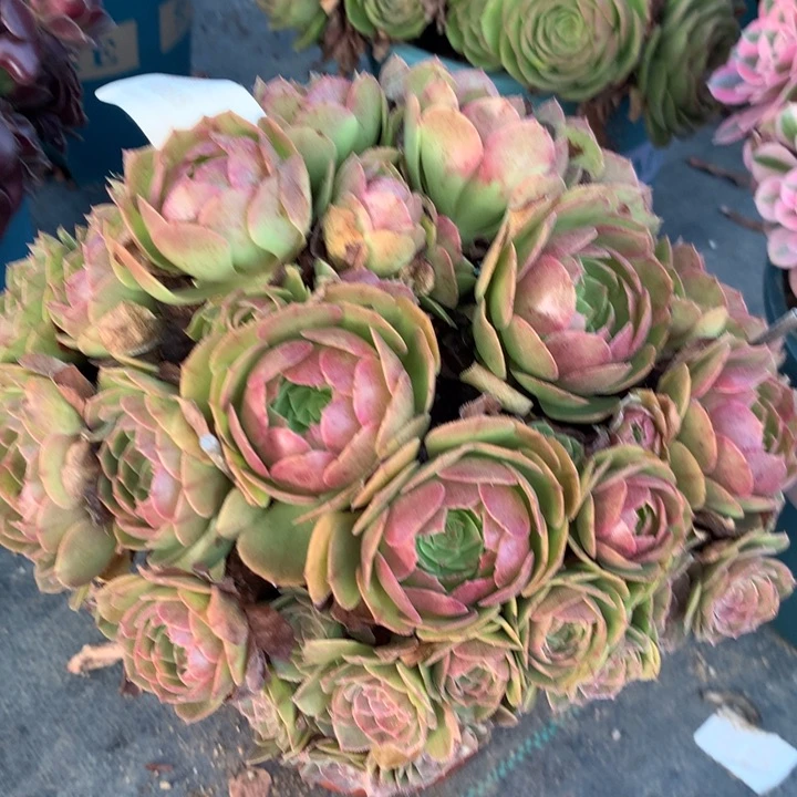 1088万圣节多肉植物特价不售后