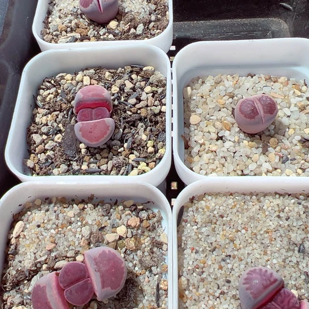 小*乖0204-145.我的小可爱