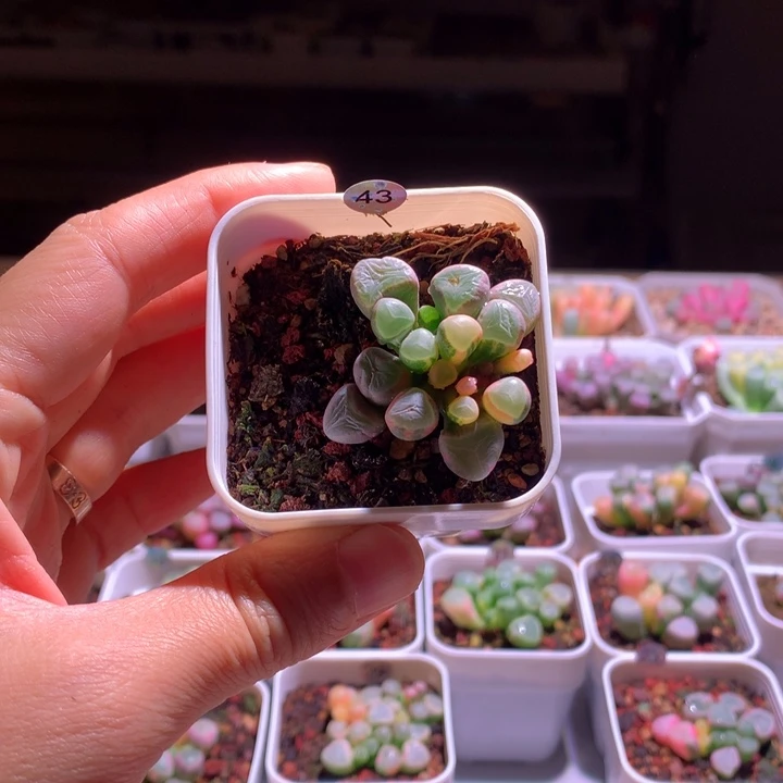 小***^五十铃玉锦成株1颗