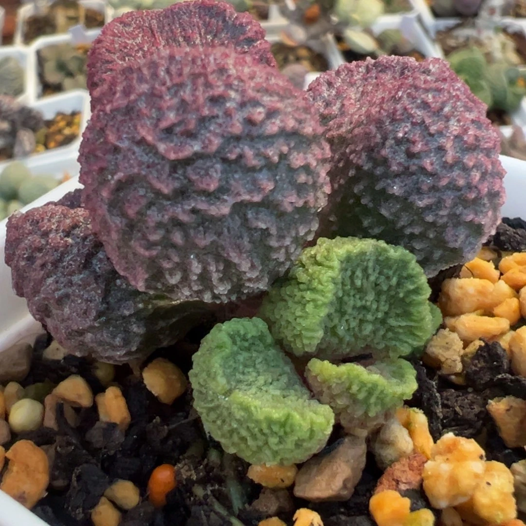 实生新品多头纯木质桩多肉植物