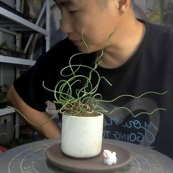 纯中青园艺一物一拍291