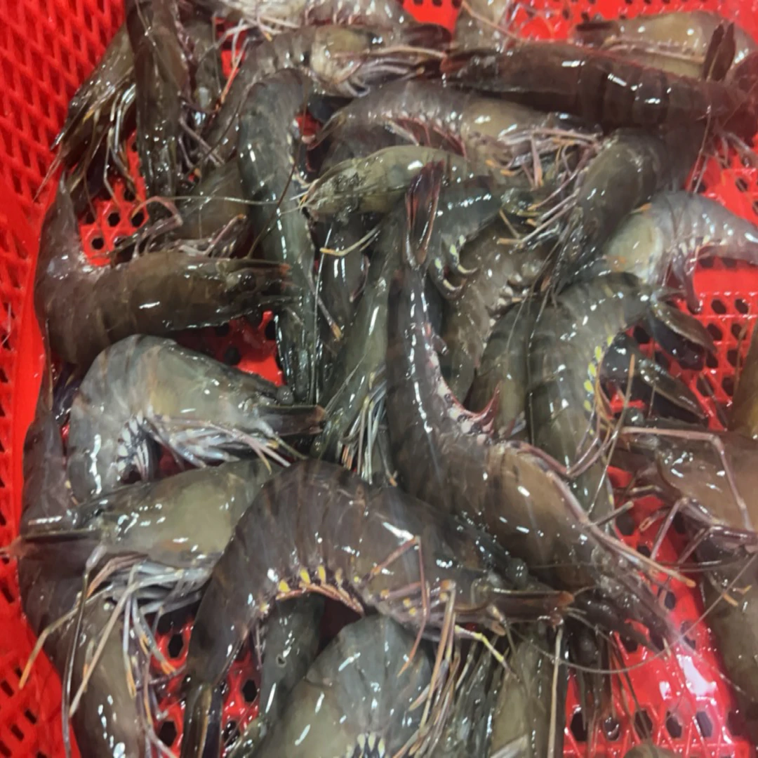 新鲜黑虎虾 四斤起包邮
