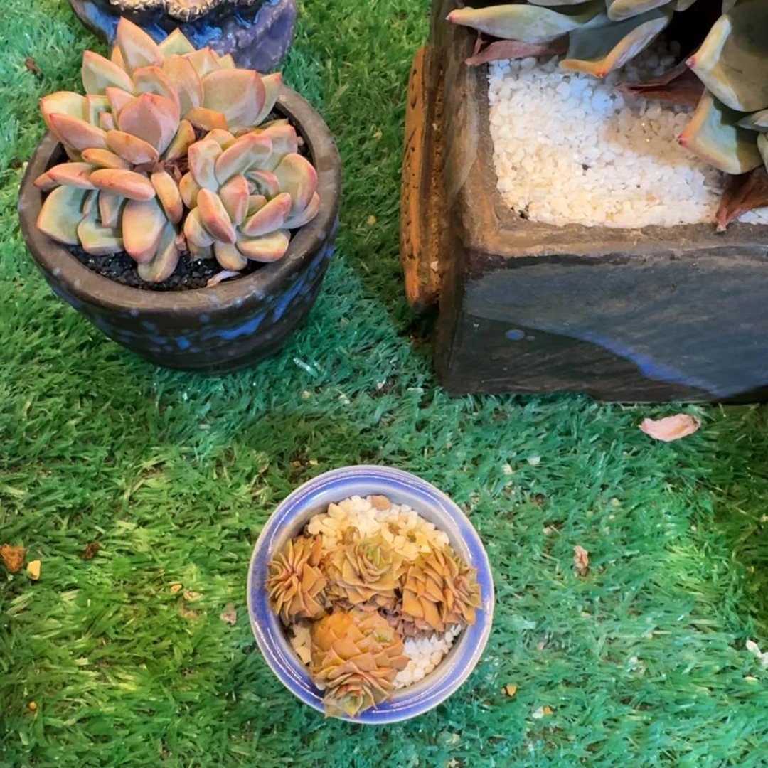 多肉植物盆栽多肉