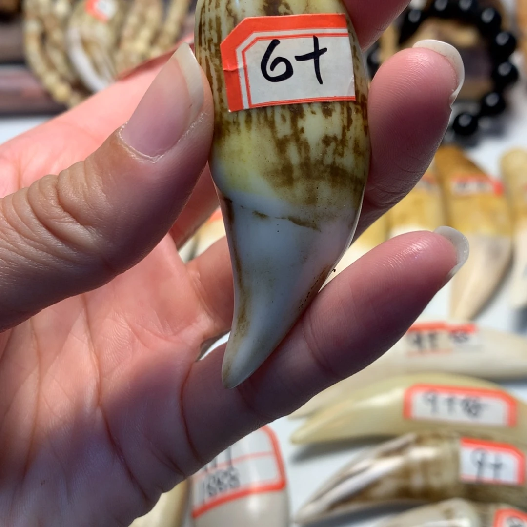 驼骨把件驼骨把件深色短牙牙