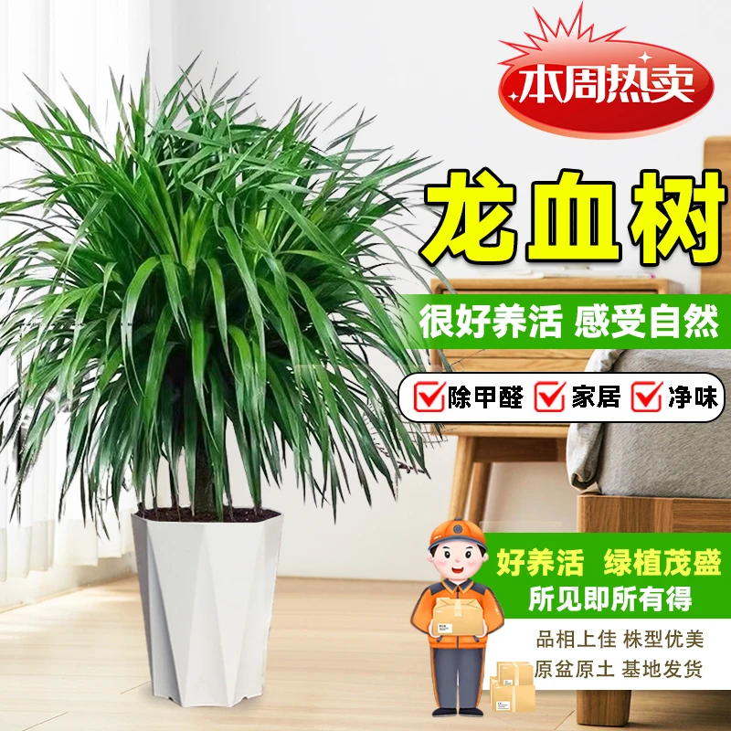 80-90cm龙血树盆栽老桩室内龙须树好养活净化空气四季常青除甲醛