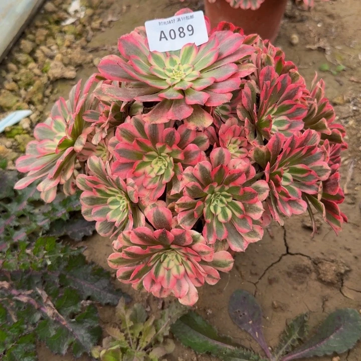 089粉铜。多肉植物