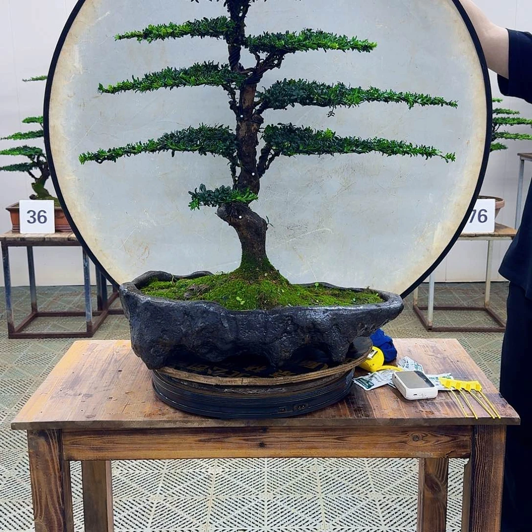 无花朵珍珠罗汉松造型盆景