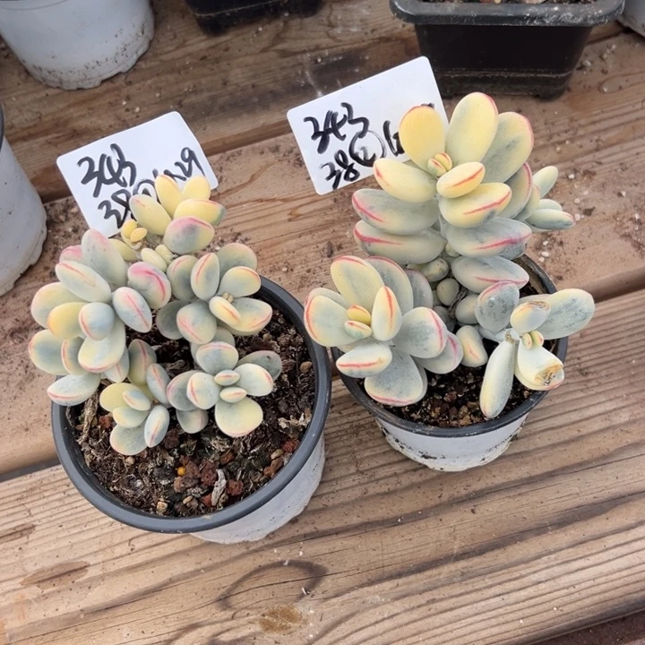 无花朵343号福娘锦两个无砍