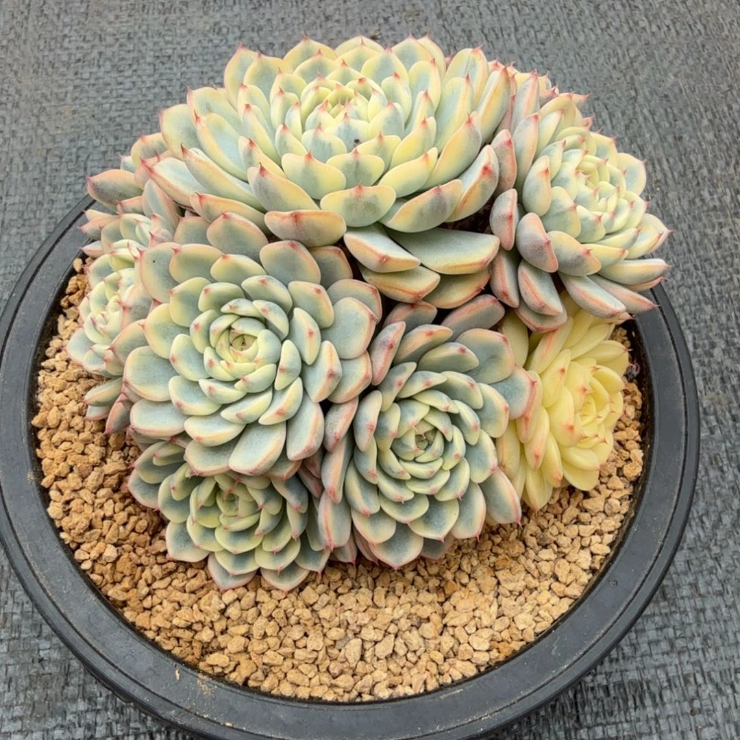 姬莲锦捧花锦上园艺一物一拍