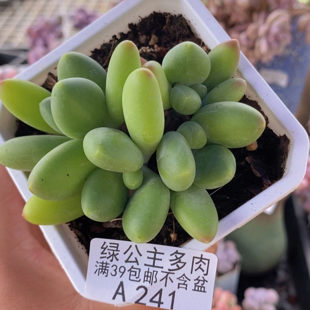 芒果奶8cm241多肉植物