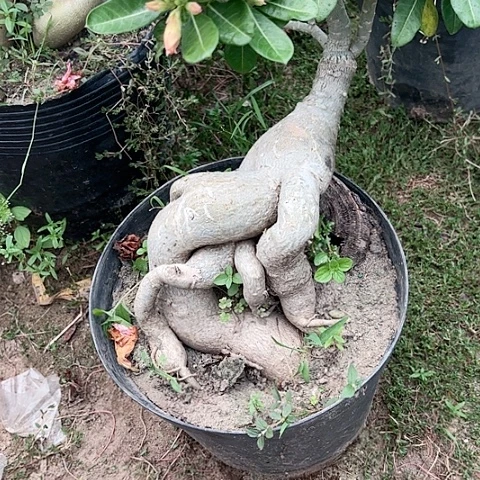 沙漠玫瑰之花盛开