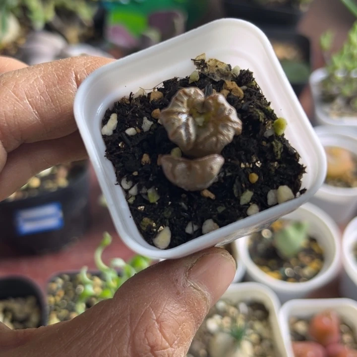 怪胎蝴蝶勋章可爱多肉027