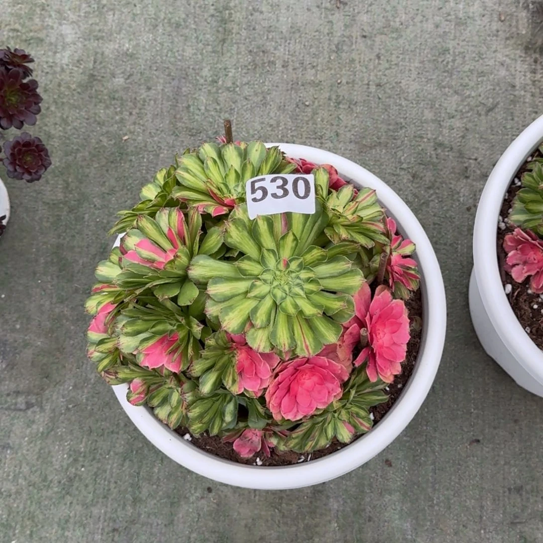 ღ**南530！知否法师多肉植物