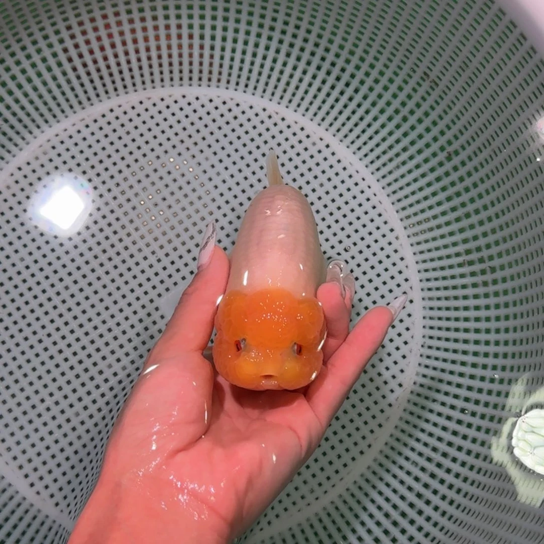 金鱼类不分公母 12