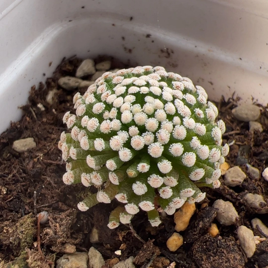 9.18牡丹多肉植物组合63