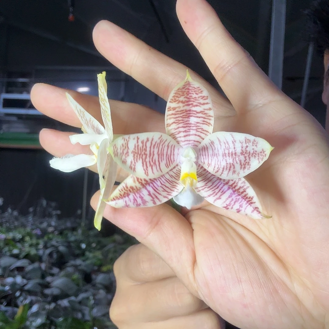 当前无花朵，栽培后可花朵A514yss1186