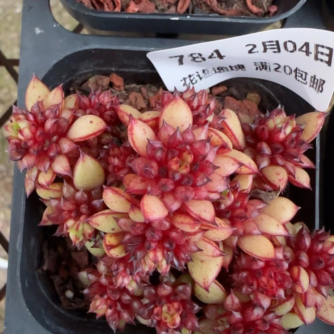 花语逸镜0204-784