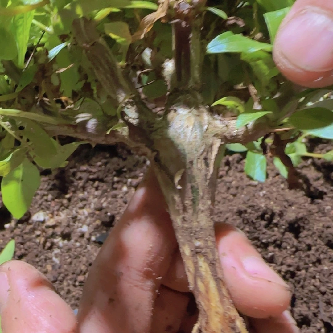 块根粗壮植物块根植物