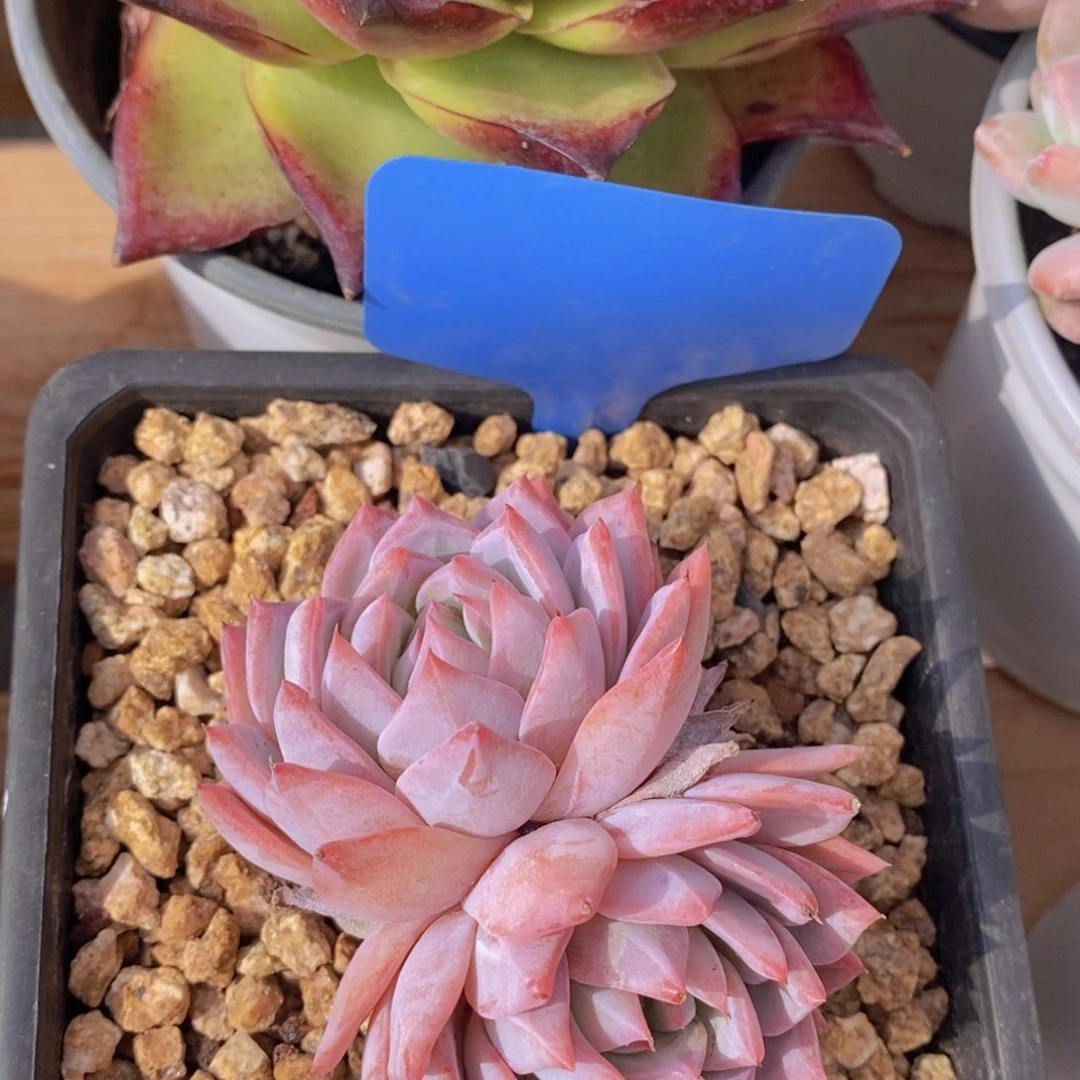 多肉植物，一物一拍，节日活动，3单包邮