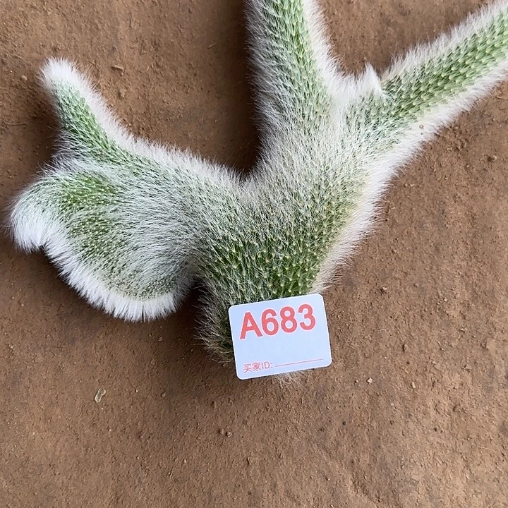 赵***帆无花朵九尾狐缀683