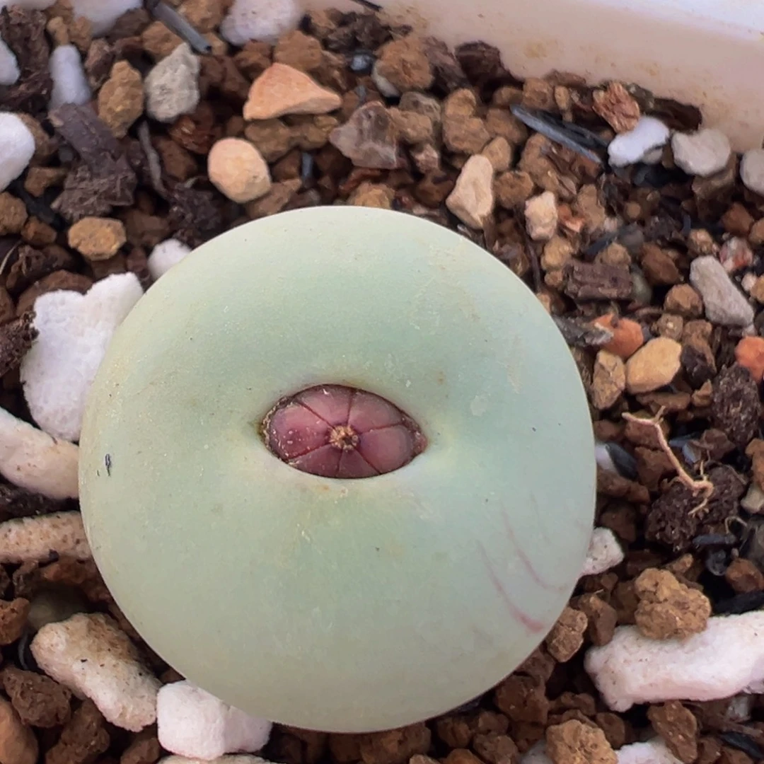 63多肉植物百科植物